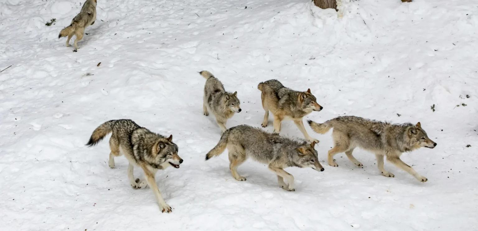 Pack of gray wolves moving through snowy forest habitat representing wolf restoration and ecosystem balance in protected wilderness areas.