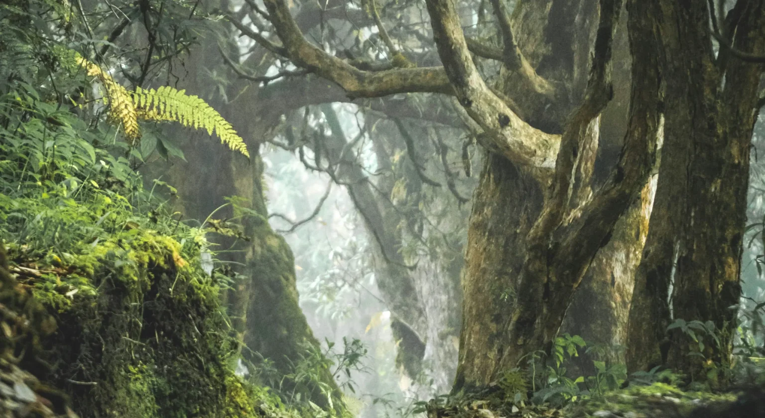 Moss-covered trees and dense vegetation in an old-growth forest ecosystem providing critical habitat for wildlife and biodiversity.