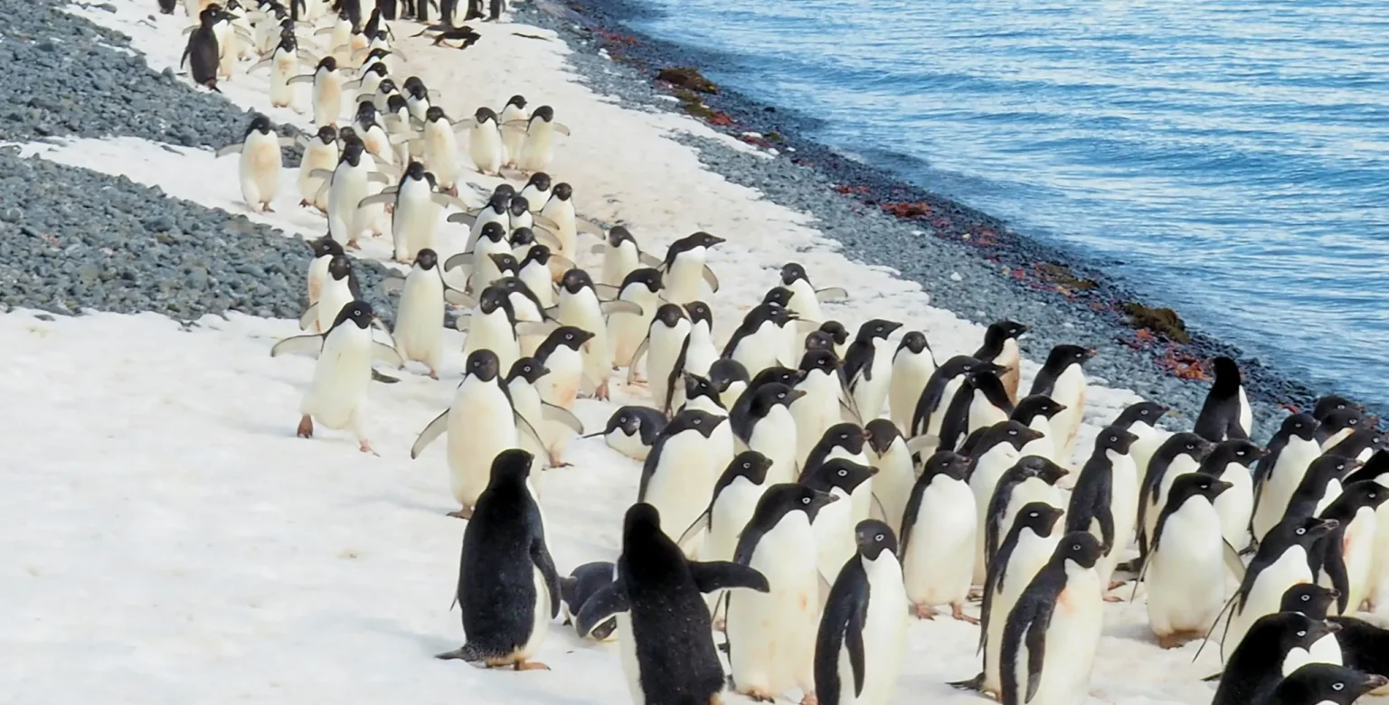 Large colony of Adélie penguins gathered along the Antarctic coastline near melting sea ice and glacial waters.