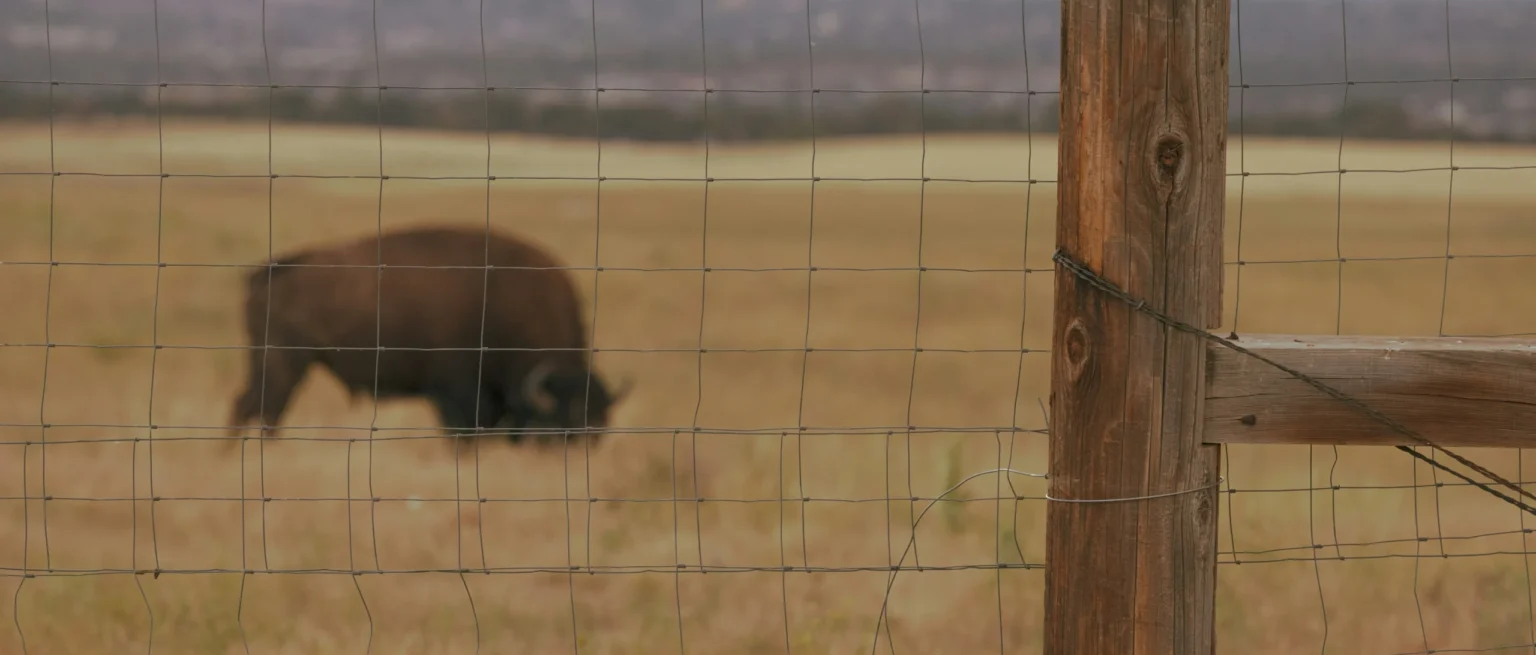 American bison grazing behind a wire fence in open grassland, illustrating wildlife confinement and restricted migration.
