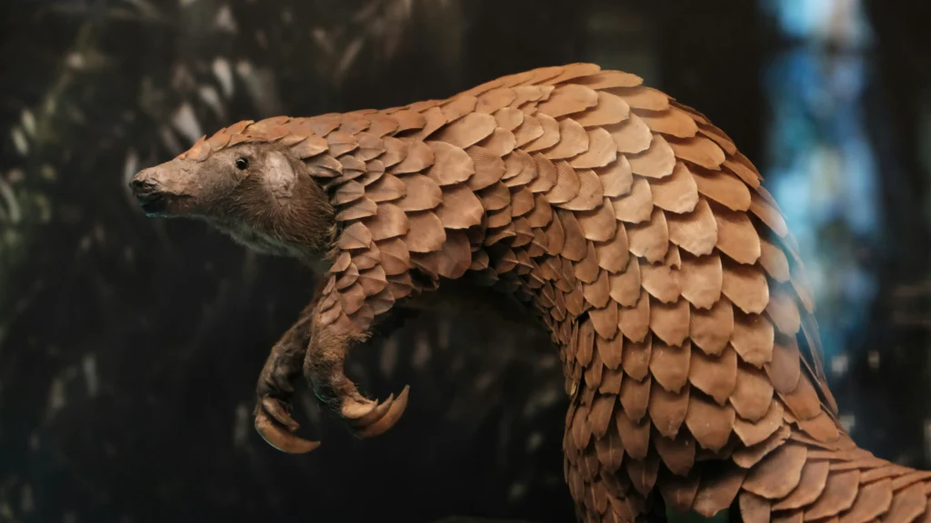 Pangolin covered in protective scales standing alert in a forest environment, highlighting an endangered mammal protected by conservation laws.