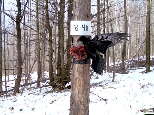 Raptors were also a common sighting at the camera trap sites. Here, a raven attacks the beaver meat bait set out for the fishers. ©New York Department of Environmental Conservation/Angela Fuller
