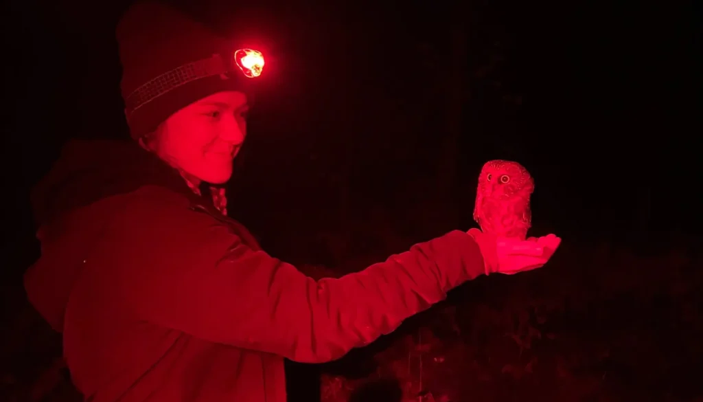 Wildlife researcher holding a small owl at night using red light during a biodiversity conservation and monitoring activity.