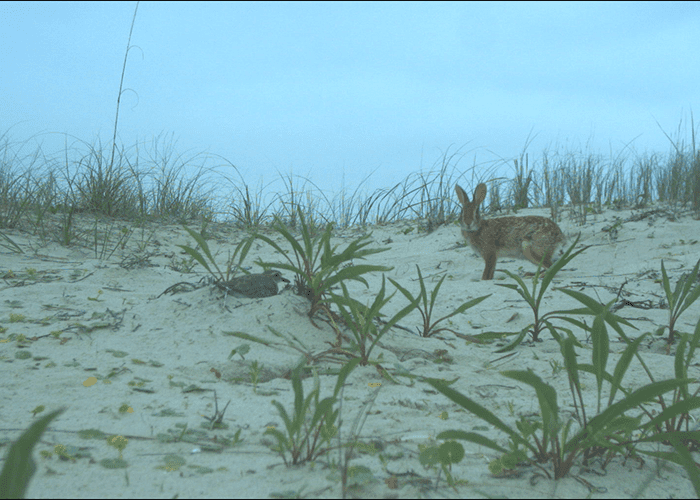 Wilson’s Plover and Cottontail. Image Credit: Audrey DeRose-Wilson