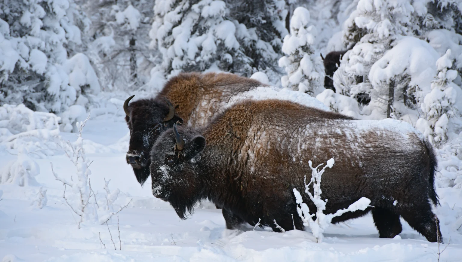 Plains bison standing in a snowy forest habitat in Canada, representing at risk wildlife species and conservation efforts.