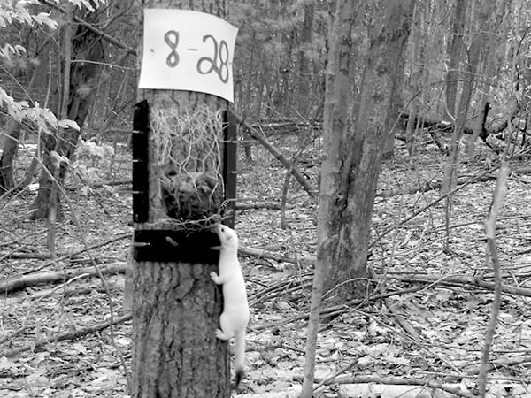 Other species “weaseled” their way into the camera trap photos as well. Biologists checking on the camera traps often came across weasels exploring the bait stations. ©New York Department of Environmental Conservation/Angela Fuller