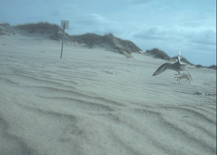 Ghost Crab. Image Credit: Audrey DeRose-Wilson