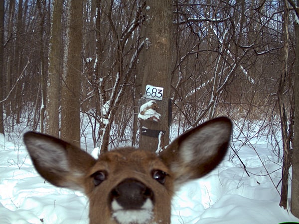 Larger species such as this deer also got close to the camera. In the future, Fuller hopes to use these photos to create multispecies occupancy models for this particular area in New York State. ©New York Department of Environmental Conservation/Angela Fuller