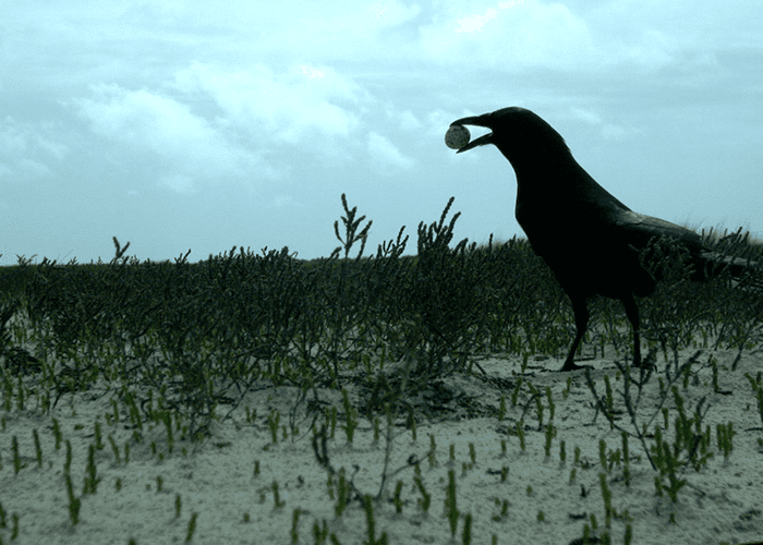 Fish Crow. Image Credit: Audrey DeRose-Wilson