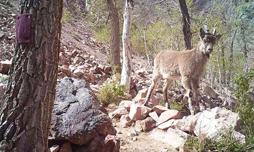 ©Rodney Jackson (Snow Leopard Conservancy) and Bariushaa Munkhtsog (IRBIS/Mongolian Academy of Sciences)