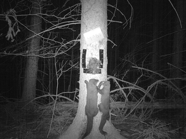 After examining the fisher photos, researchers compared the occupancy in the closed harvest areas to those in the areas open to harvest. Based on that information, they identified areas that would benefit from trapping and those that should remain closed.