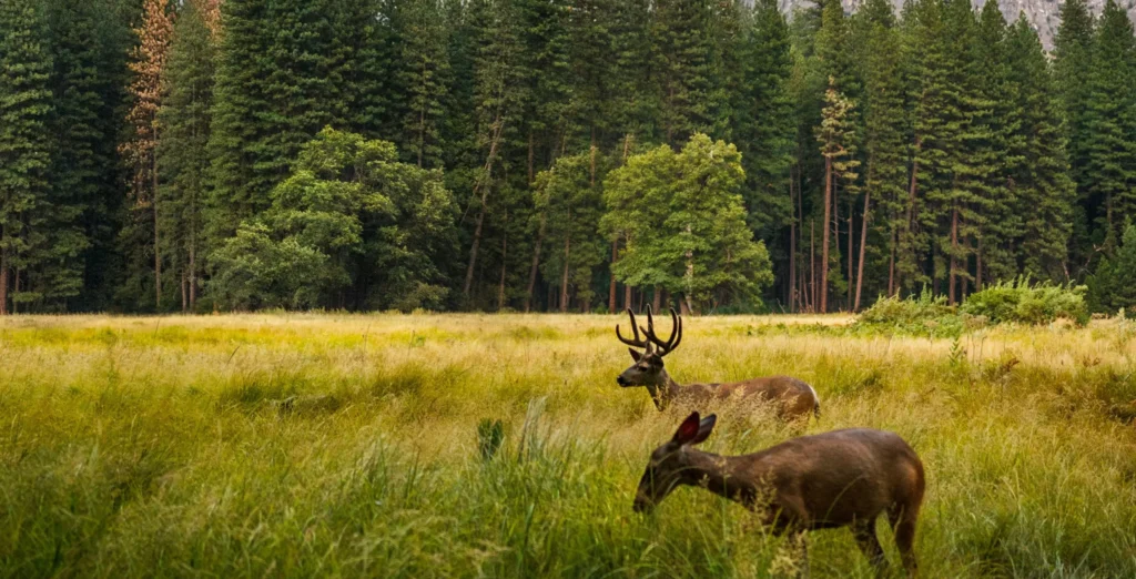 Deer grazing in a natural forest meadow with pine trees and rocky mountains in the background, representing healthy wildlife habitat and environmental quality.