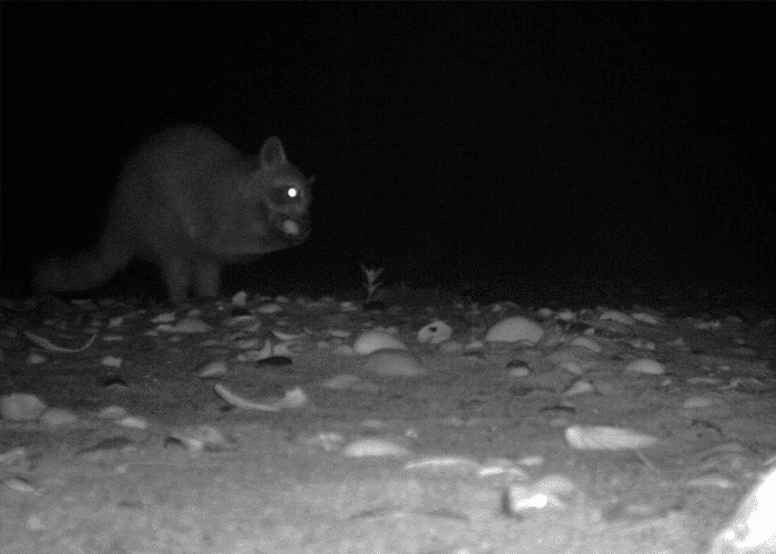 Raccoon. Image Credit: Audrey DeRose-Wilson