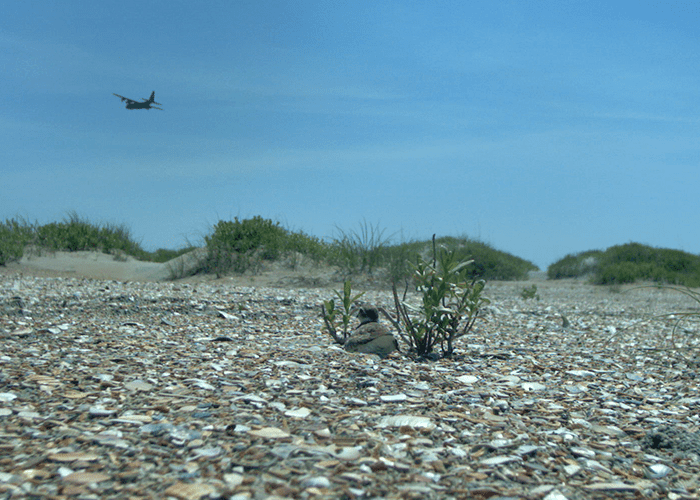 Wilson’s Plover Watching Military Plane. Image Credit: Audrey DeRose-Wilson
