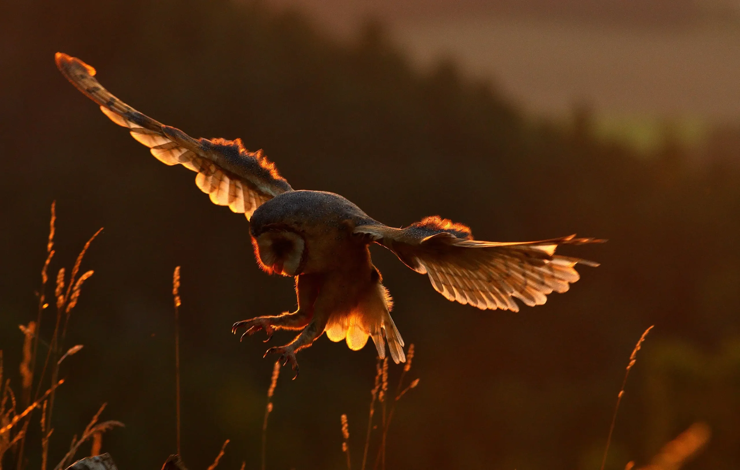 Owl flying low over tall grass at sunset while hunting prey, highlighting natural predator behavior and wildlife conservation efforts in North Carolina.