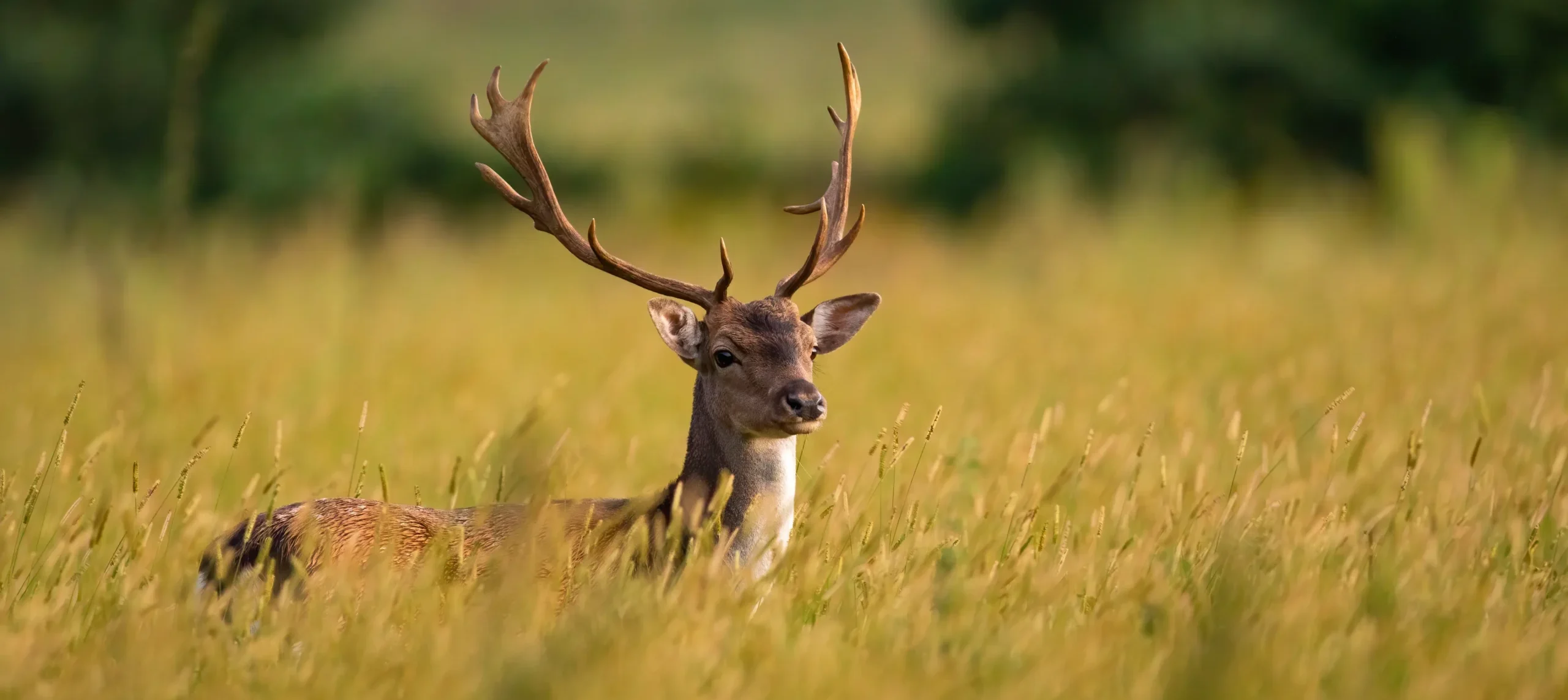 Male fallow deer with large antlers resting in tall meadow grass, showcasing wildlife behavior and natural habitat.