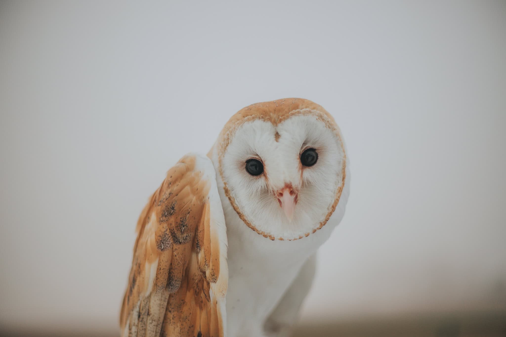 JWM: For barn owls, roads disrupt country living - The Wildlife
