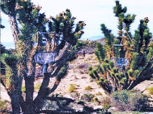 Installing test and control sound lure bat traps in California’s Kingston Mountain Range (bottom image), Constantine noted that sound-lure traps caught rabid bats while silent traps caught none — evidence that sound could selectively attract rabid bats.  Image Credit: Denny Constantine
