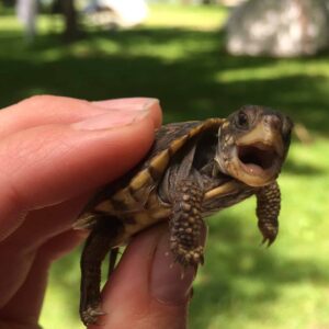 A researcher holds a juvenile ornate box turtle. ©Brooke Bodensteiner 