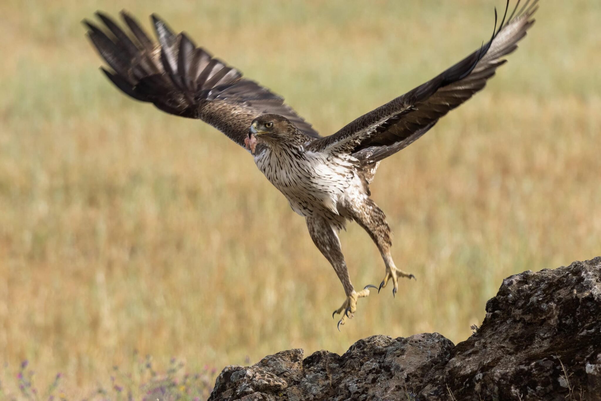 Humans main factor in Spanish Bonelli’s eagle decline