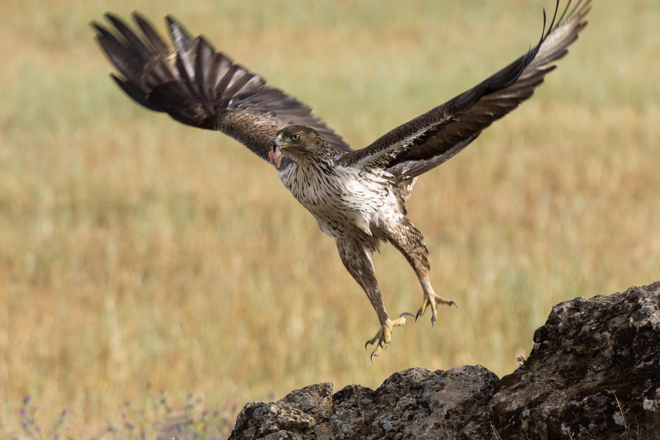 JWM: Humans main factor in Spanish Bonelli's eagle decline - The ...