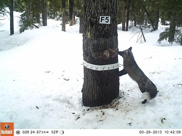 Image Credit: Tim Hiller and the Oregon Department of Fish and Wildlife