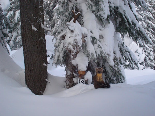 Image Credit: Tim Hiller and the Oregon Department of Fish and Wildlife