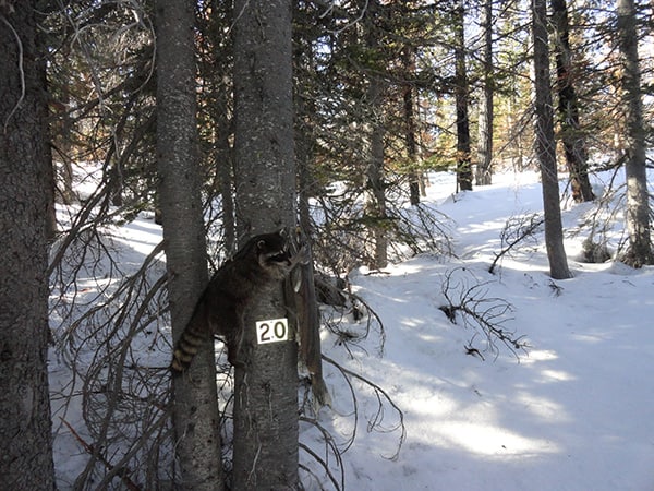 Image Credit: Tim Hiller and the Oregon Department of Fish and Wildlife