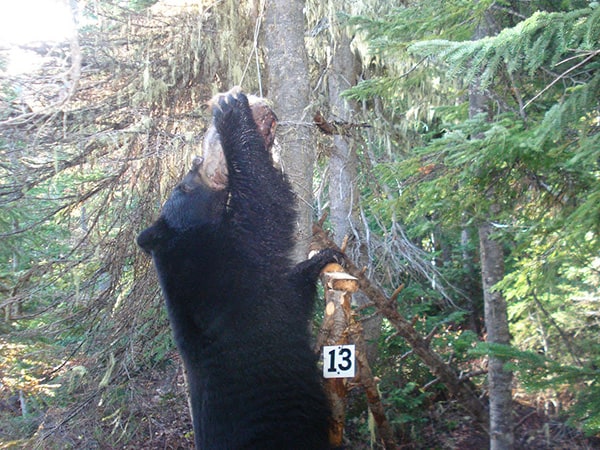 Image Credit: Tim Hiller and the Oregon Department of Fish and Wildlife