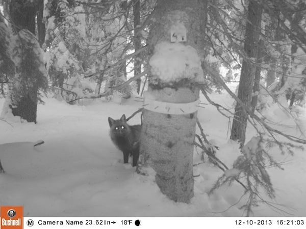 Image Credit: Tim Hiller and the Oregon Department of Fish and Wildlife