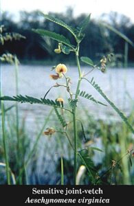 Canada Geese Management