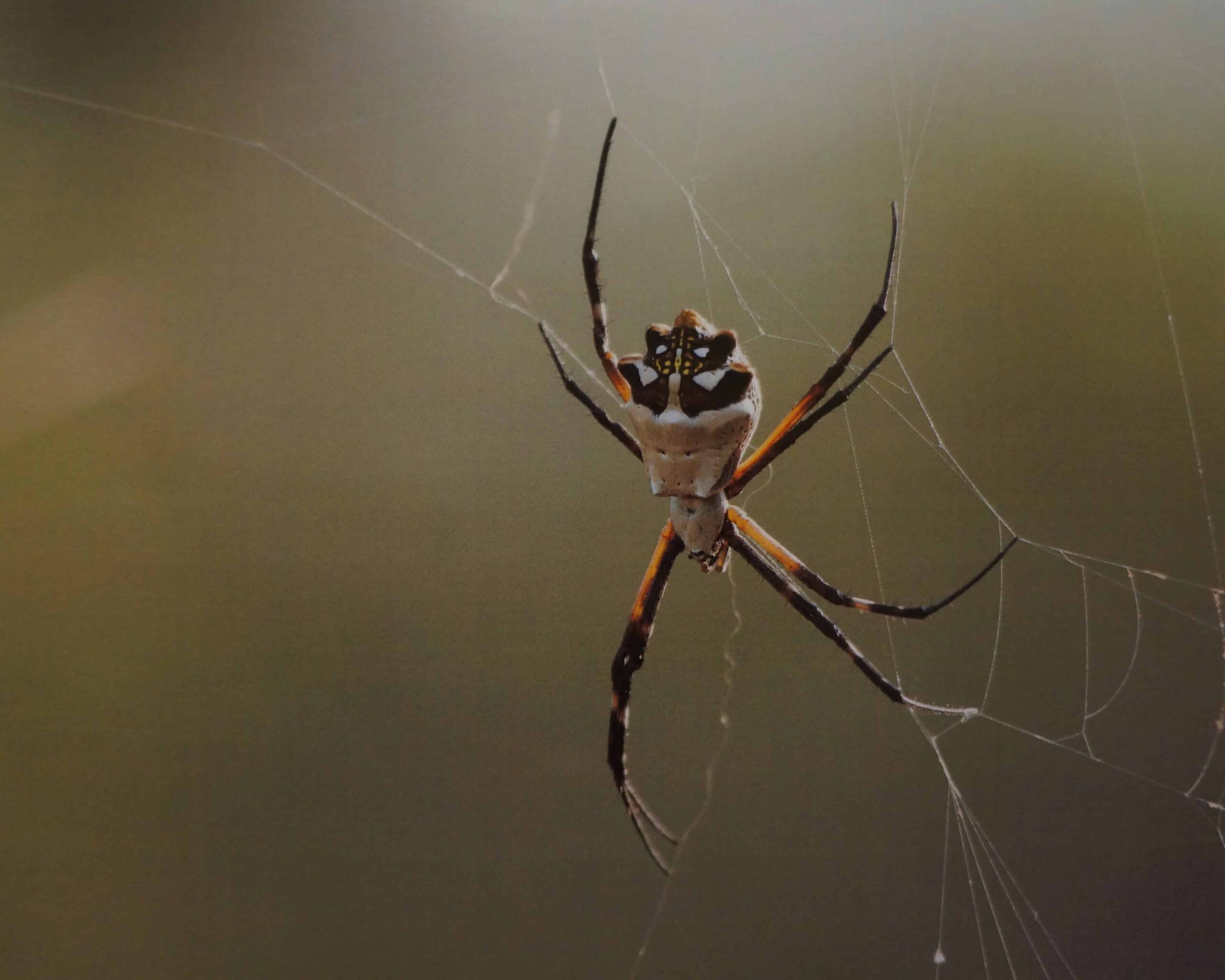 Chad Wildermuth - Invertebrates and Best In Show - NOT ORIGINAL FILE