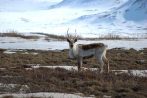 Conservation-8 species climate change-caribou_Credit USGS