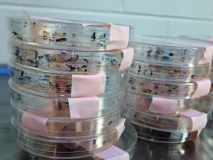 Mosquitoes in petri dishes. ©University of South Florida