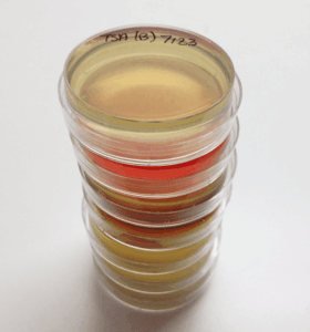 Petri dishes were used to sample bacteria on the birds’ feathers. ©Cody Kent