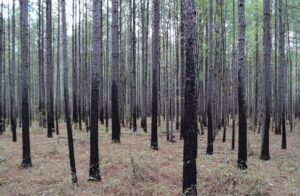 Dense stands of young pine trees support few pollinators. ©Jim Hanula, U.S. Forest Service