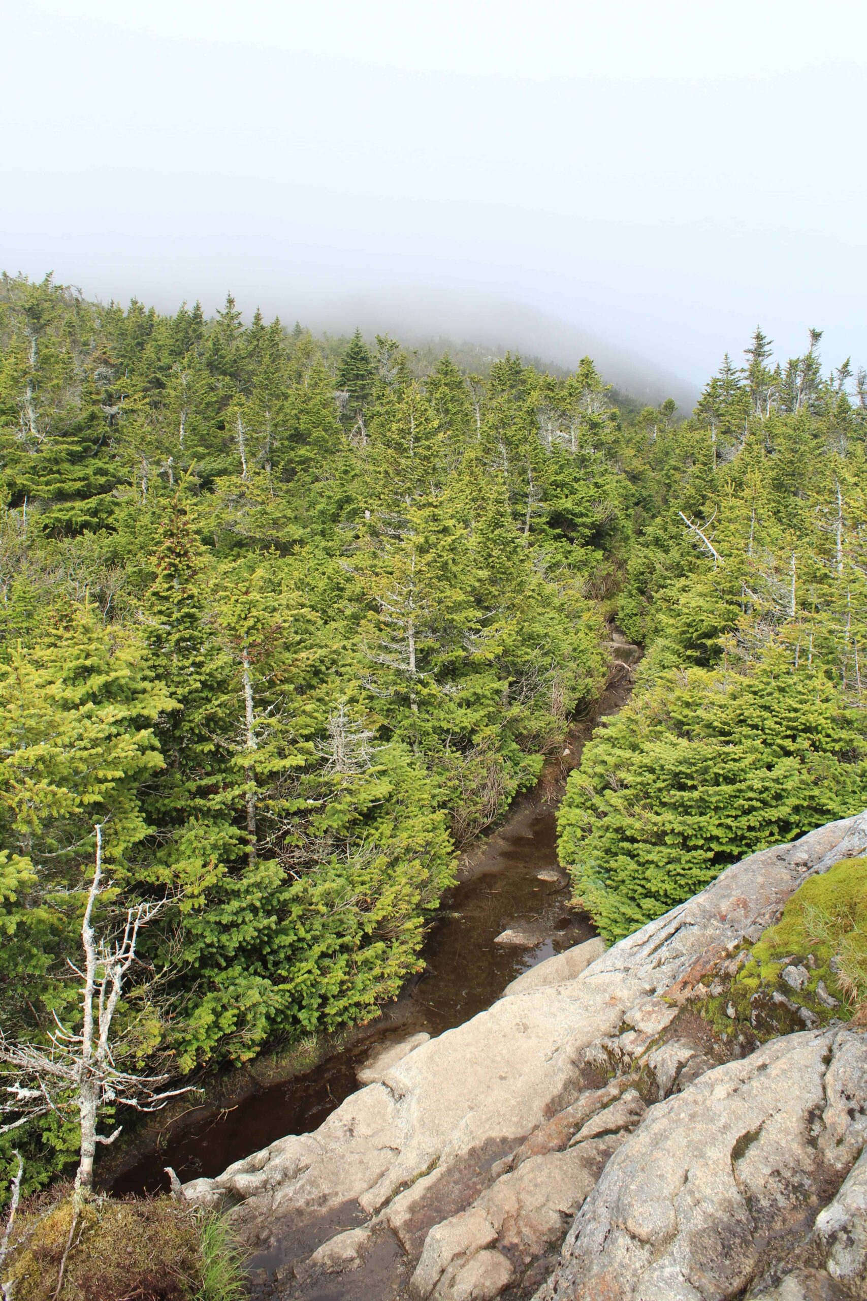 One of the spruce-fir forests where Bicknell’s thrush live. Image Credit: Ben Freeman
