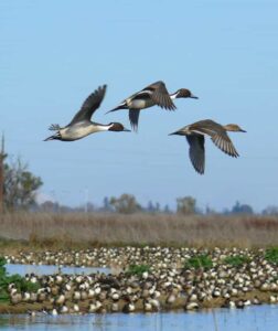 A northern pintail duck.