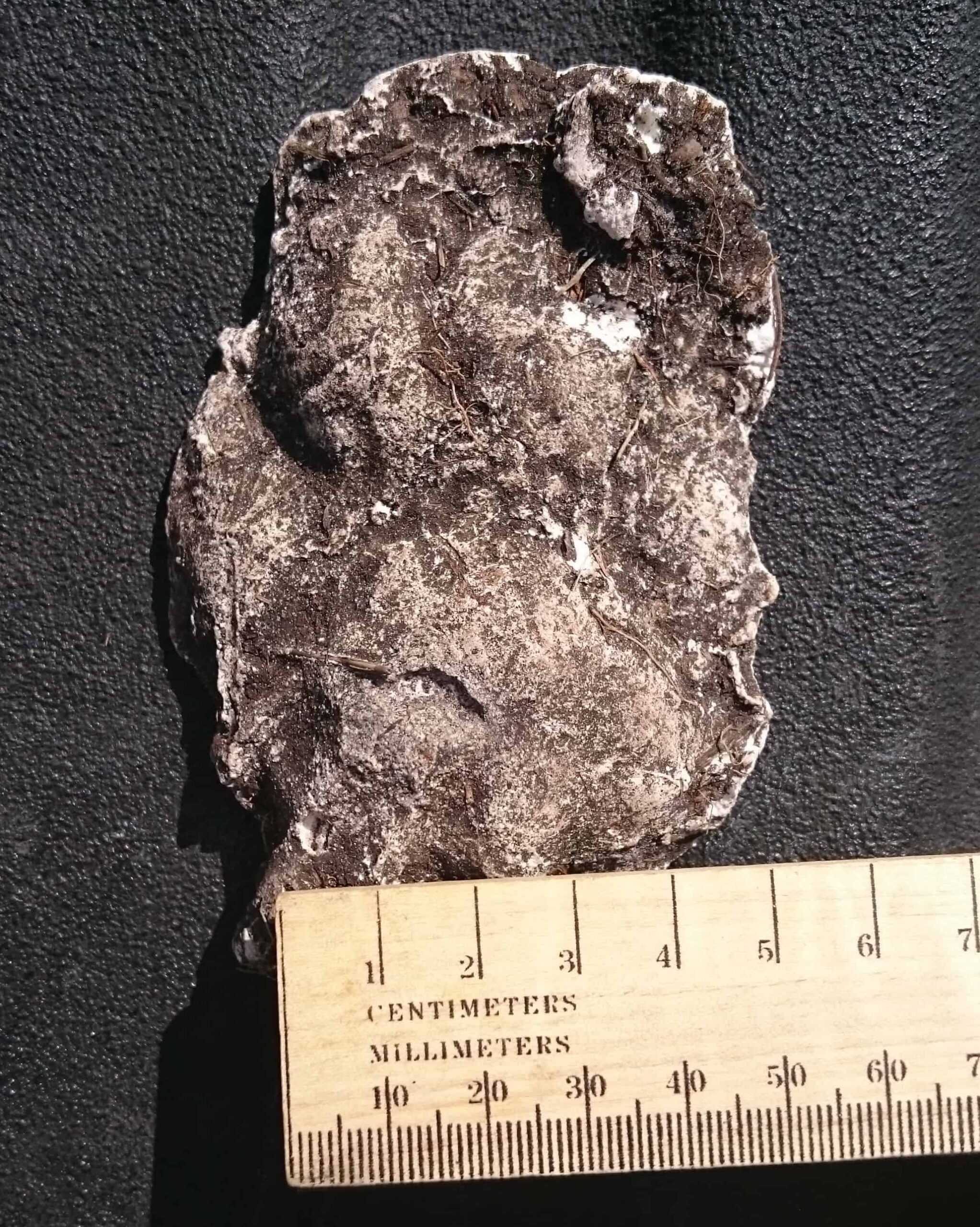 The cast of a female panther track that FWC biologists discovered in November. ©FWC 