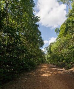 This unpaved, little-used road had a significant impact on reptiles and amphibians. ©Ross Maynard, Stephen F. Austin University, CC 4.0