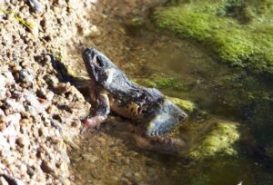 A dead lowland leopard frog that died from the chytridiomycosis disease.