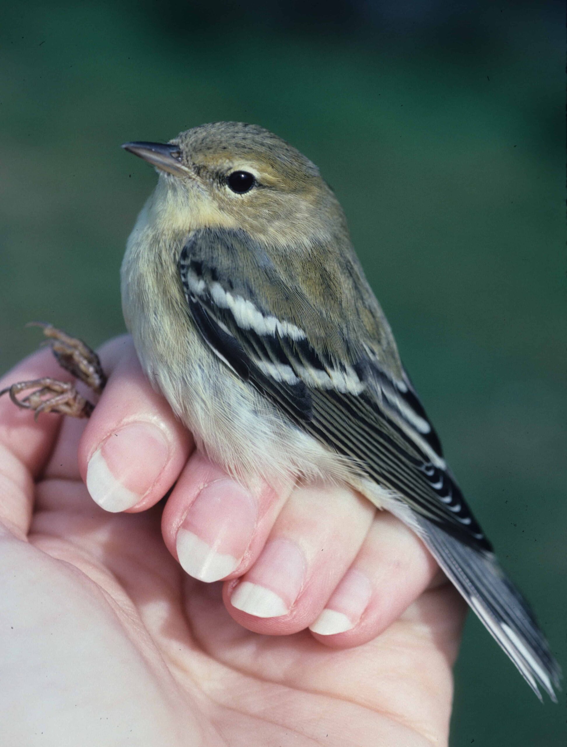 A fall young blackpoll warbler in Maine. Image Credit: Sara Morris