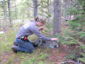 : Zimova captures a snowshoe hare before attaching a radio collar to it at the Gardiner study site in Montana. ©Dr. L. Scott Mills Research Photo 