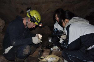 Lead author and graduate student Joseph Hoyt swabs a bat in a cave in northeast China with two graduate students from Northeast Normal University to. Image Credit: Guanjun Lu 