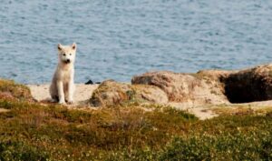 A tundra wolf pup near its den site during a ground-based survey on the Bathurst barren-ground caribou range in late August. ©Mike Klaczek 