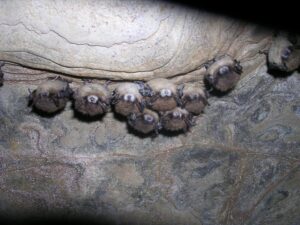 Little brown bats in a NY hibernation cave. Note that most of the bats exhibit fungal growth on their muzzles. ©Nancy Heaslip, New York Department of Environmental Conservation