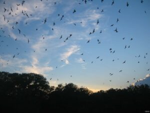 Bats in a Texas Evening Sky — Insect-eating Brazilian Free-Tailed bats (Tadarida brasiliensis) provide a great pest-control service to agriculture and natural ecosystems. ©Paul Cryan, USGS.