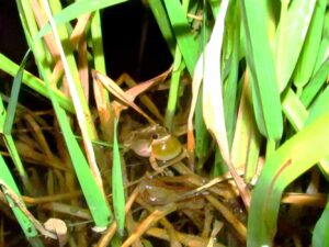 A male calling frog in reed canary grass. Image Credit: Katie Holzer