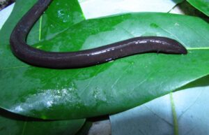 One-toed amphiuma. Image courtesy of Sean Graham.