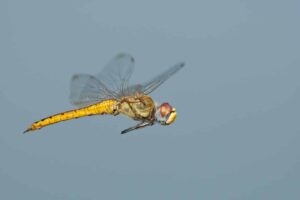The body and wings of the globe skimmer have evolved in a way that lets the insect glide extraordinary distances on weather currents. ©Greg Lasley